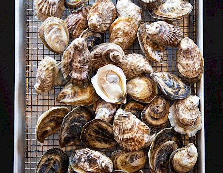 Shellfish on a drying tray (likely clams or cockles) arranged in a metal baking tray. 140 characters ending with a period.