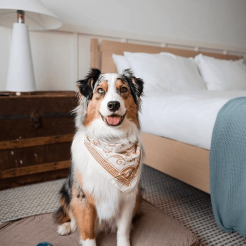 A happy tricolor dog sits on a rug beside a bed, wearing a collar, with a blue toy nearby and a cozy bedroom scene in the background.
