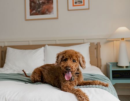 A fluffy brown dog lies on a bed with its tongue out in a cozy, well-lit room.