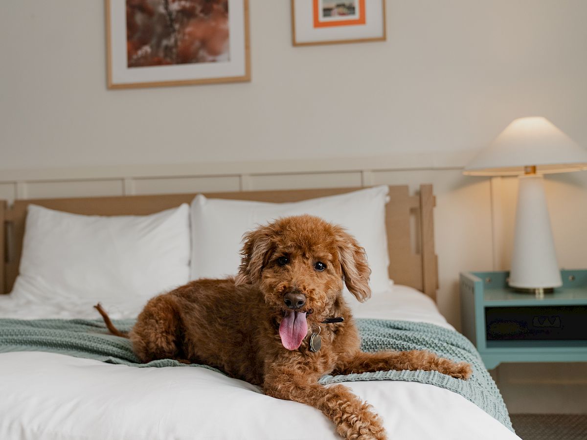 A fluffy brown dog lounges on a bed with its tongue out, in a cozy room with pillows and bedside lamps.