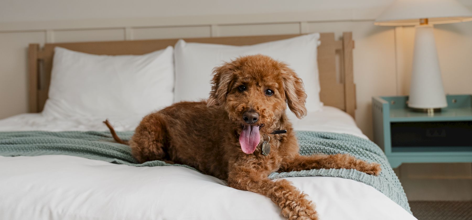 A fluffy brown dog lounges on a bed with its tongue out, in a cozy room with pillows and bedside lamps.