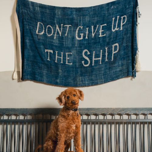 A brown dog sits on a bench under a blue banner that reads &ldquo;DON&rsquo;T GIVE UP THE SHIP.&rdquo;