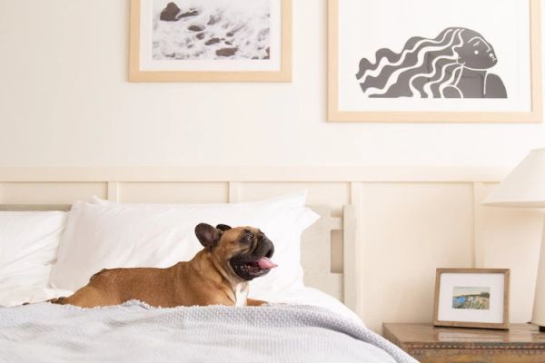 A brown dog is lying on a neatly made bed with white pillows and a light blue blanket. Two framed artworks are on the wall above the bed.