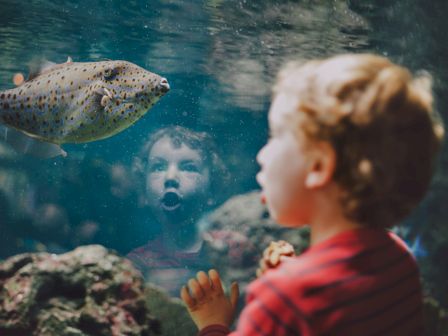 A speckled pufferfish swims by a kid pressing hands against aquarium glass, watching underwater bubbles and rocks.