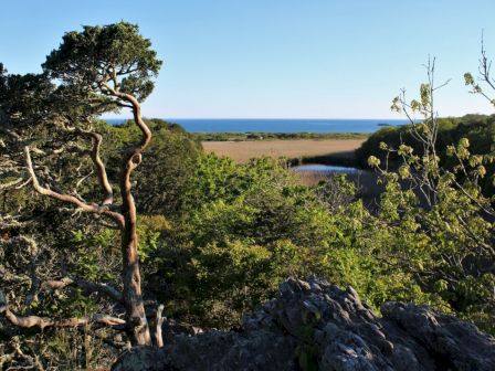 A windswept coastal landscape with a gnarled tree, lush greenery, a river, fields, and the blue ocean on the horizon.