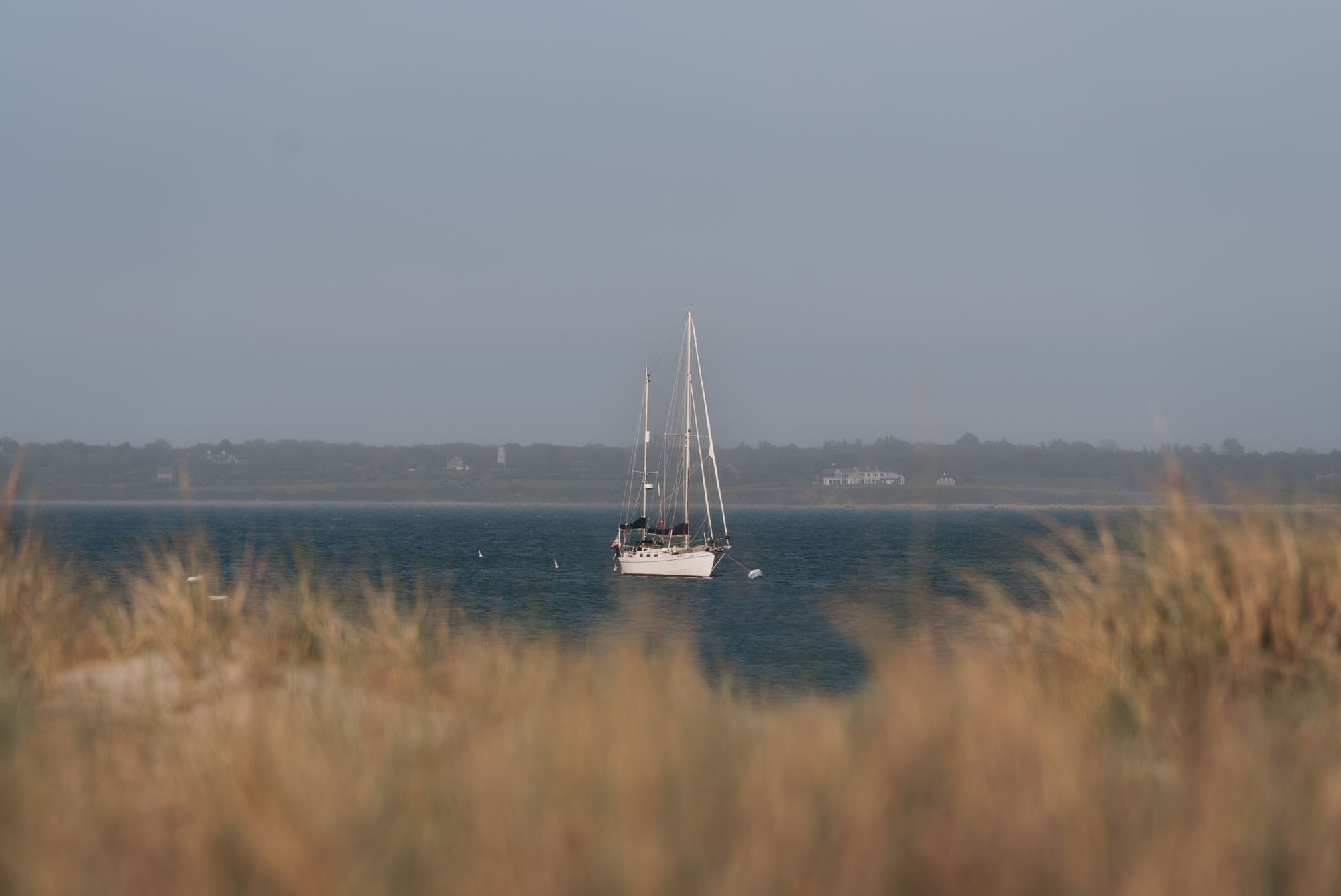 A sailboat glides on a calm river, framed by tall reeds and a hazy shoreline under an overcast sky.