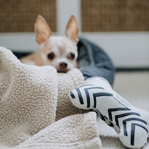 A small dog is lying on a cozy blanket with a chew toy shaped like a bone beside it, inside a comfortable indoor setting.