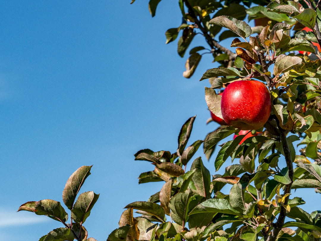 Red apples growing on a sunlit tree branch against a clear blue sky, with glossy fruit hanging among green leaves.