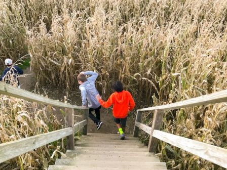 Three people descend wooden stairs into a corn maze, surrounded by tall, dry corn stalks on a sunny day.