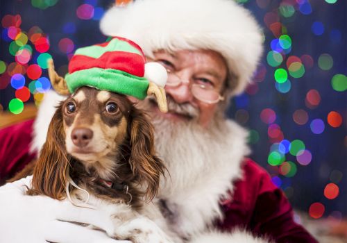 A person dressed as Santa Claus holds a dog wearing a festive hat, with colorful lights in the background.