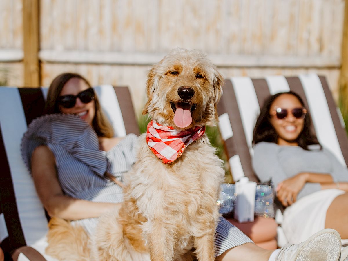 A dog wearing a bandana sits on a striped lounge chair with two people relaxing behind it, both wearing sunglasses.