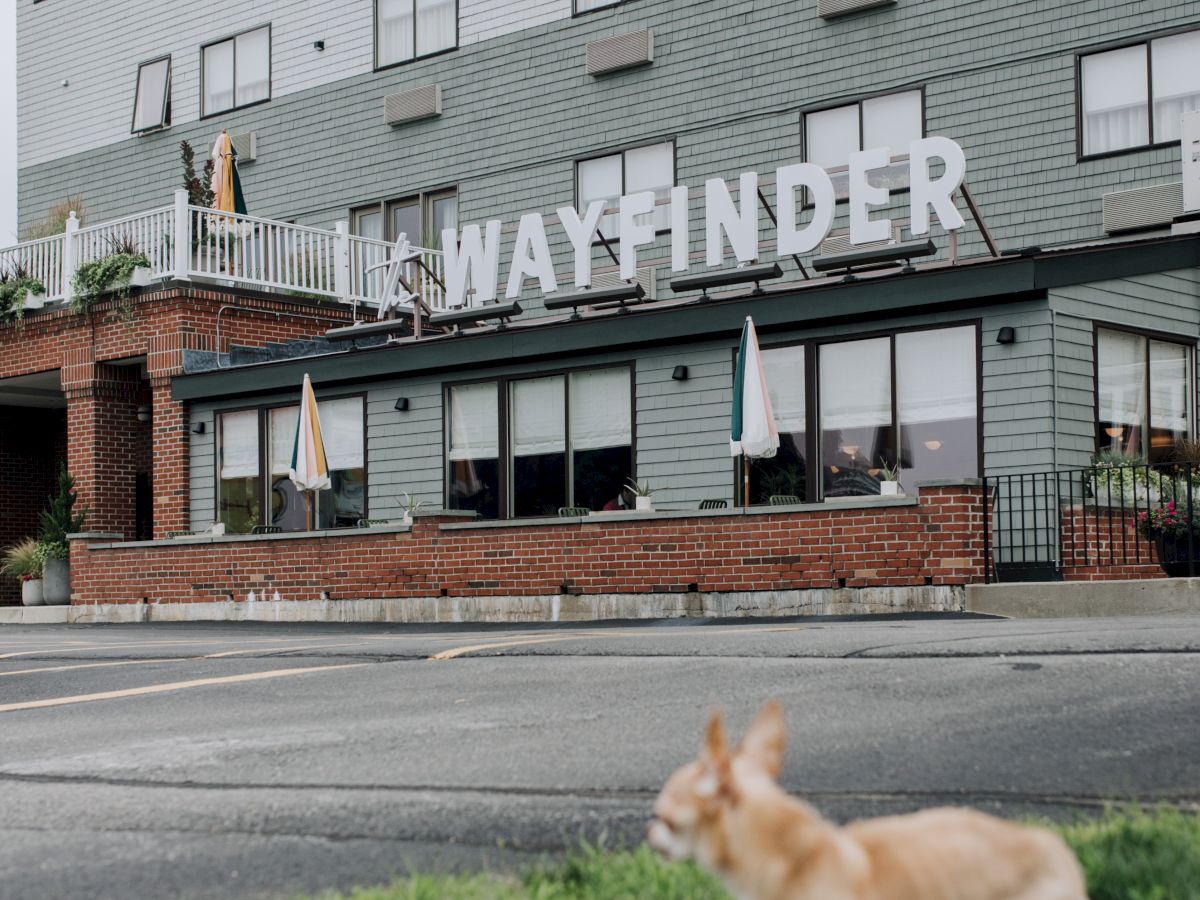 A small dog stands on grass in front of a building with a sign reading "WAYFINDER." The building has multiple floors and windows.