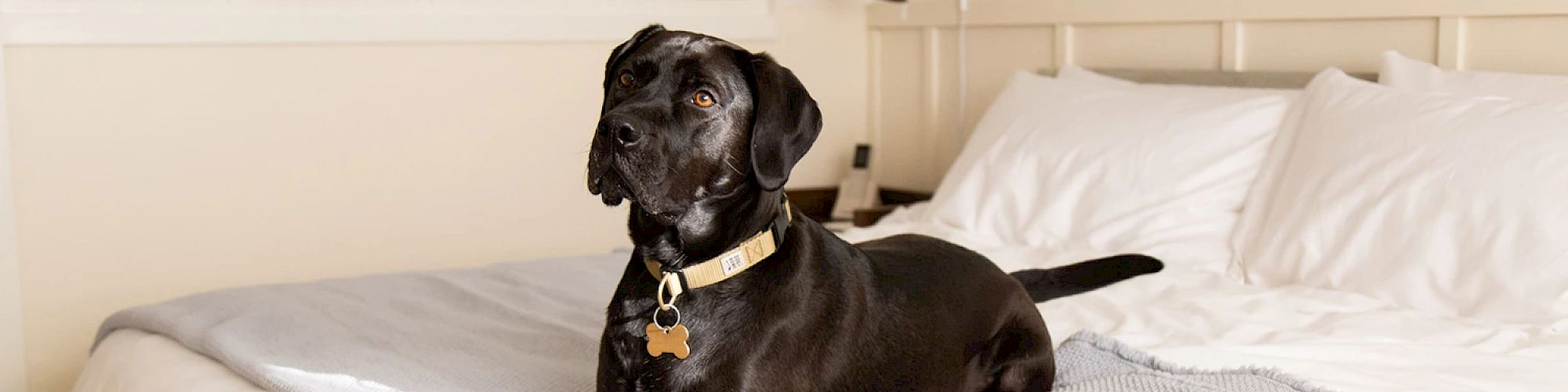 A black dog with a collar is lying on a neatly made bed with white pillows and a light gray blanket.