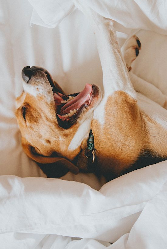 A joyful dog is lying on its back and yawning on a bed with white sheets.