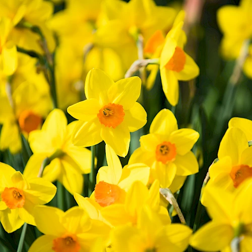 A cluster of bright yellow daffodils with orange centers in a lush garden setting.