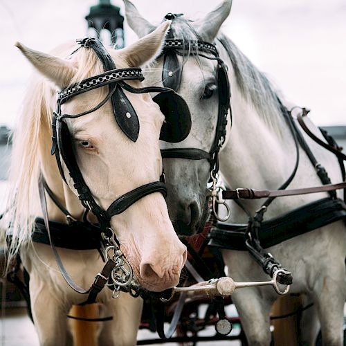 Two horses in harnesses are standing close together, possibly ready to pull a carriage, in an outdoor setting with buildings in the background.