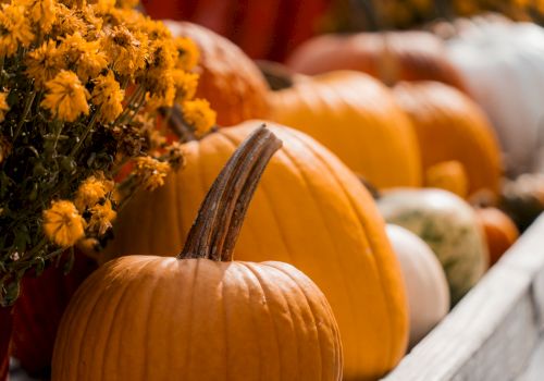 A display of orange and white pumpkins alongside yellow flowers creates an autumn-themed scene.