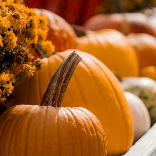 A display of orange and white pumpkins alongside yellow flowers creates an autumn-themed scene.