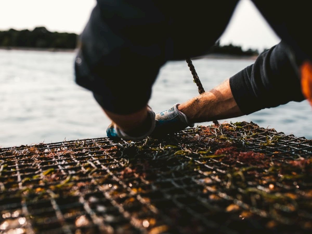 A person wearing gloves is working with a wire mesh covered in seaweed or marine life, near a body of water in the background.