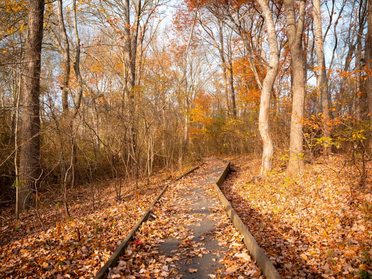 A scenic autumn forest path covered with fallen leaves, surrounded by trees with orange and yellow foliage under a clear sky.