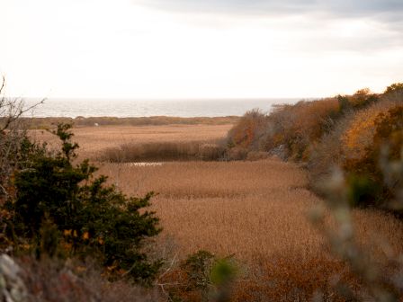 A scenic view of a grassy field with dense trees and a distant horizon under a cloudy sky, creating a serene atmosphere.