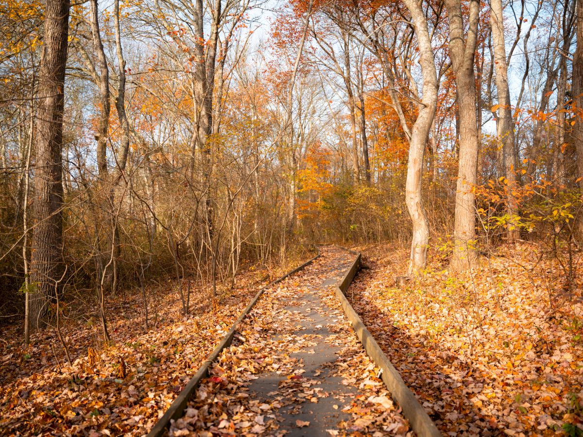 A wooden path winds through a forest with trees shedding autumn leaves, creating a carpet of orange and brown on the ground.