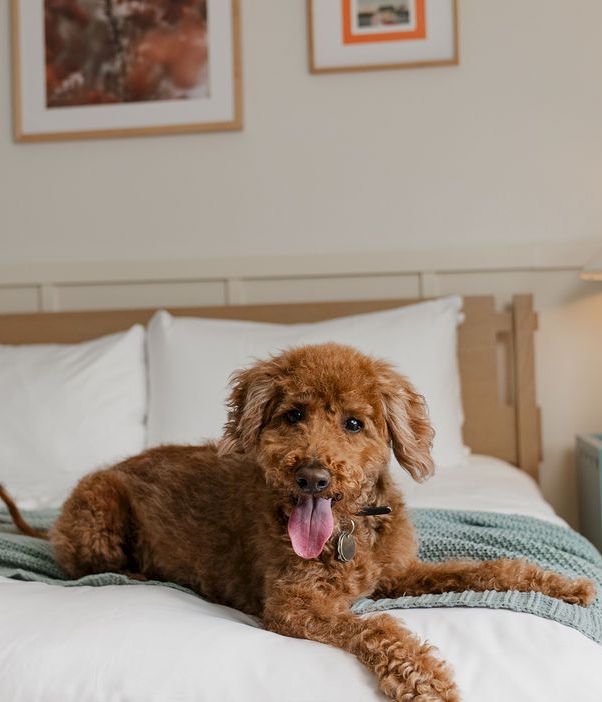 A fluffy brown dog lies on a bed with a blue blanket, licking its nose and panting happily in a cozy room.