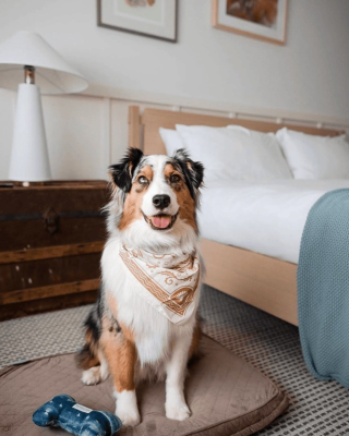 A happy tricolor dog with a bandana sits on a bed in a cozy bedroom, a blue bone toy nearby, ready for a cuddle.