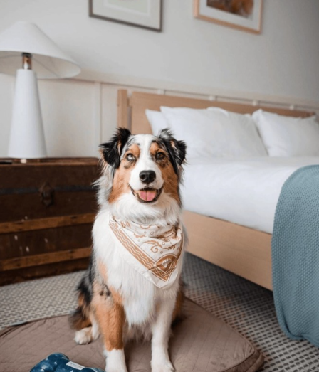 A happy tricolor dog with a bandana sits on a bed in a cozy bedroom, a blue bone toy nearby, ready for a cuddle.